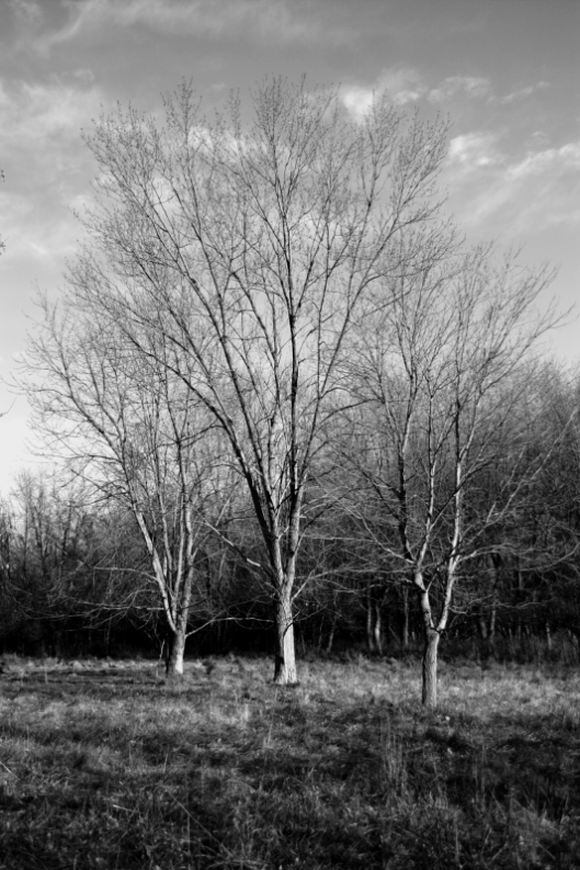 Three trees near Fallen Timbers